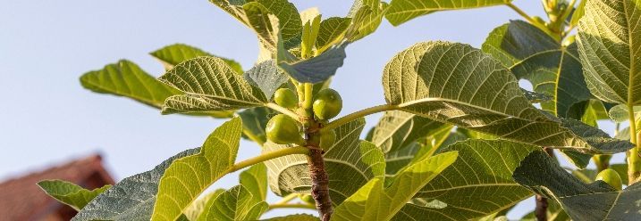Feigenbaum mit reifen Früchten